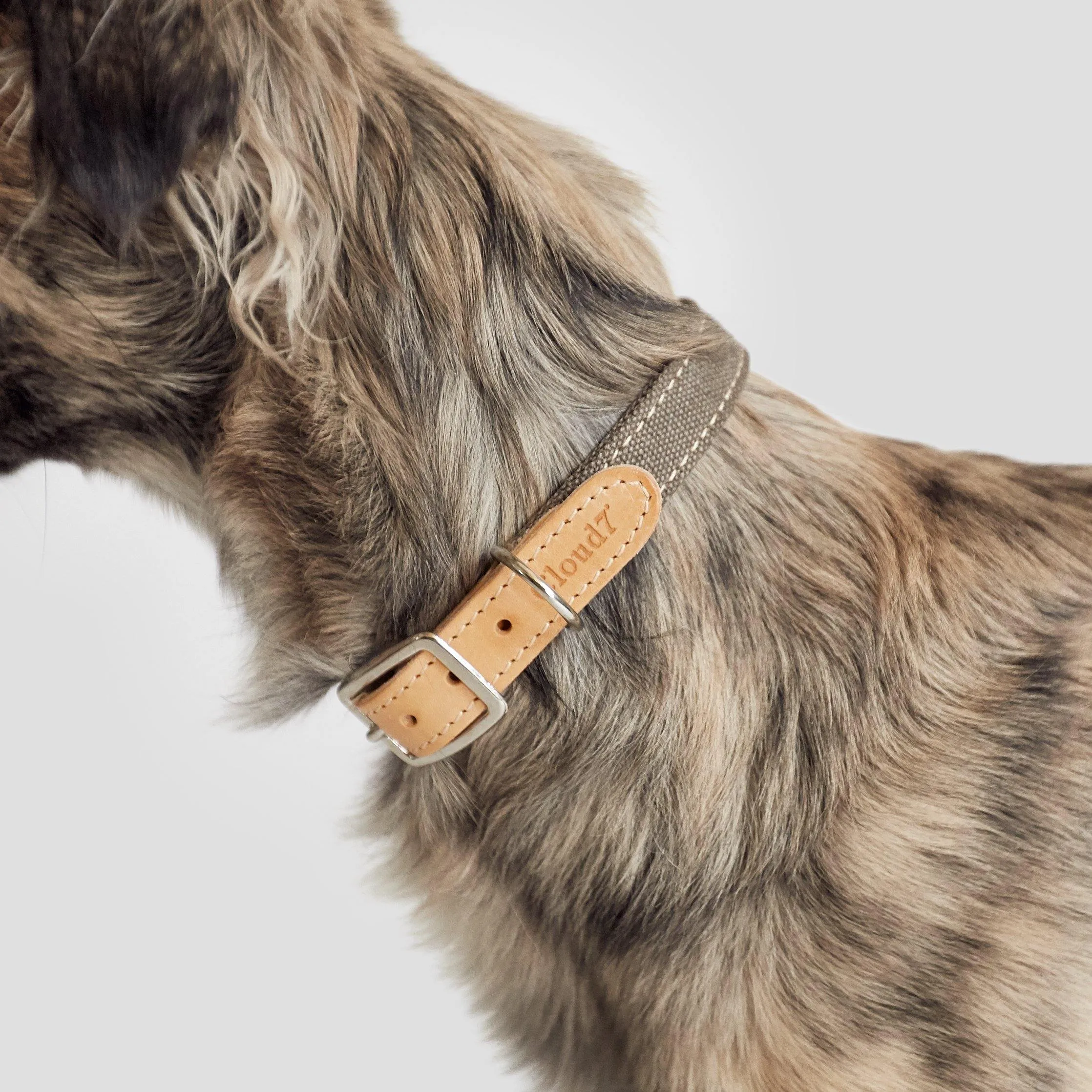 Dog Collar Tivoli